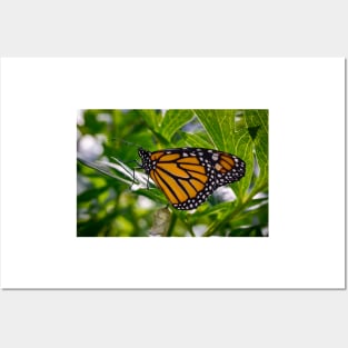 Monarch Butterfly 3 Posters and Art